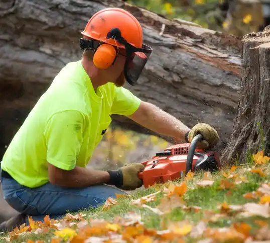 tree services Phelps